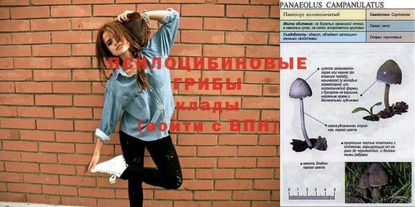 сатива Ельня